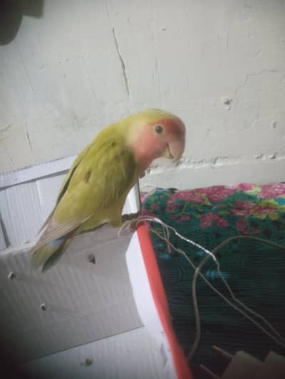 lovebird male for sale location khushab