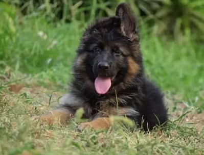 GSD Puppy For Sale Whattsapp Number03201503610