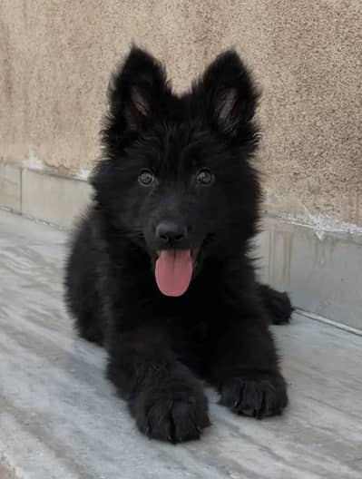 GSD Puppy For Sale Whattsapp Number03201503610