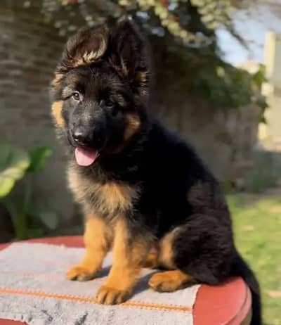 GSD Puppy For Sale Whattsapp Number03201503610