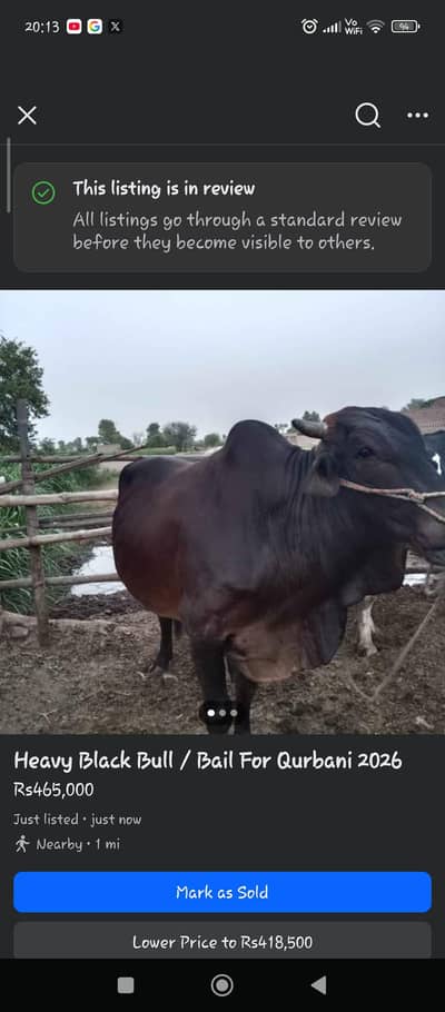 VIP White (6 Daant) & Heavy Black (4 Daant) Bulls For Qurbani
