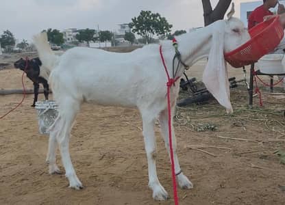 Gulabi Path Beautiful and Kamori Bakra Do Dant Bakra