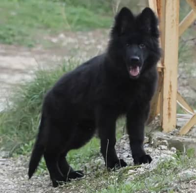 GSD Puppy For Sale Whattsapp Number03201503610