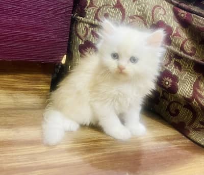 Double colour brown and white female kitten thripple coat vaccinated