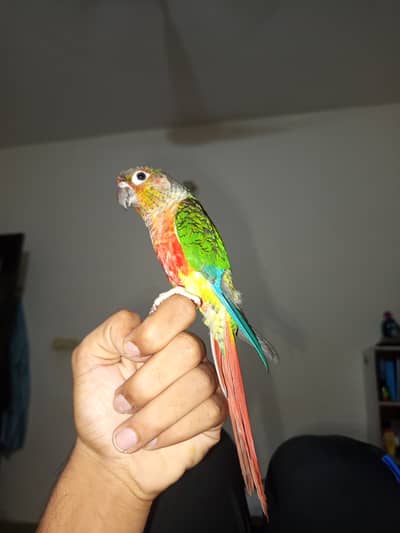 Green cheek conure