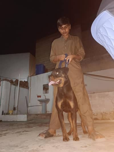 Urgent sale my female Rottweiler