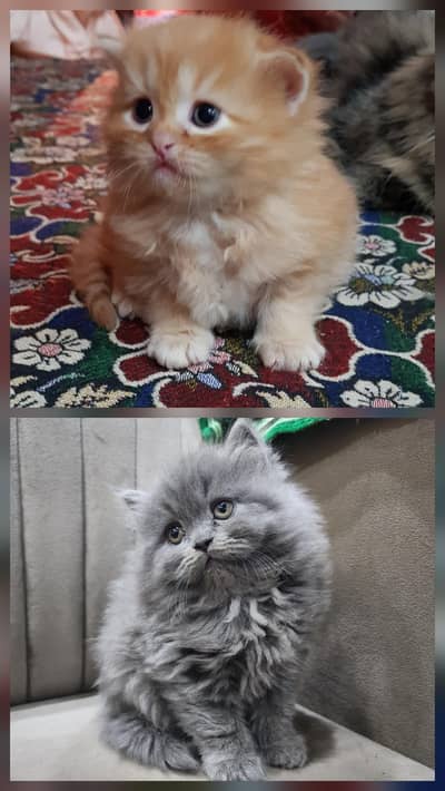 triple coated Persian kittens
