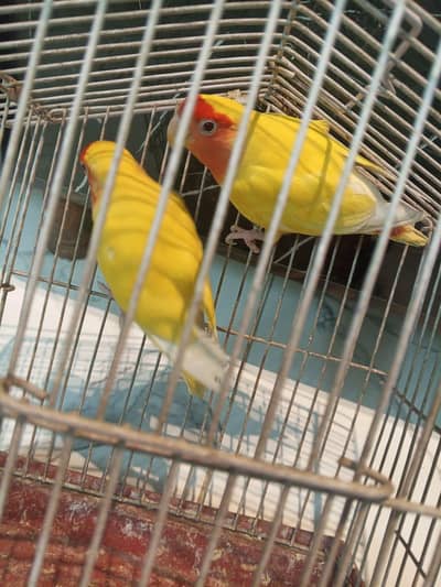 lutino pair and creamino opline with albino red eyes pair