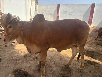 bull for qurbani