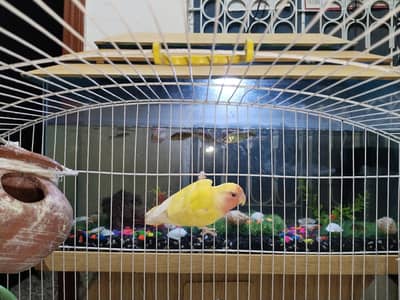 Lovebirds