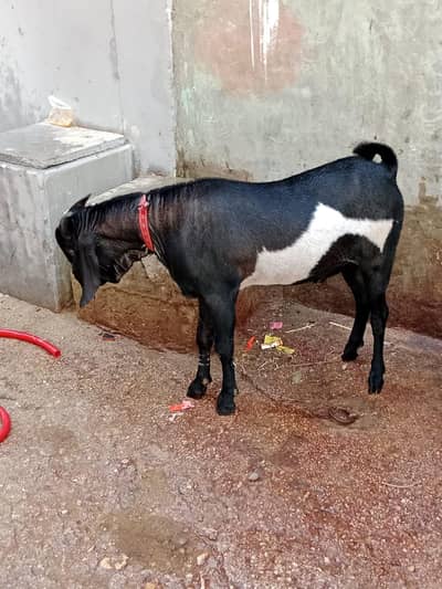 Bakra for sale ghr ka pala huwa h jori sell krni h