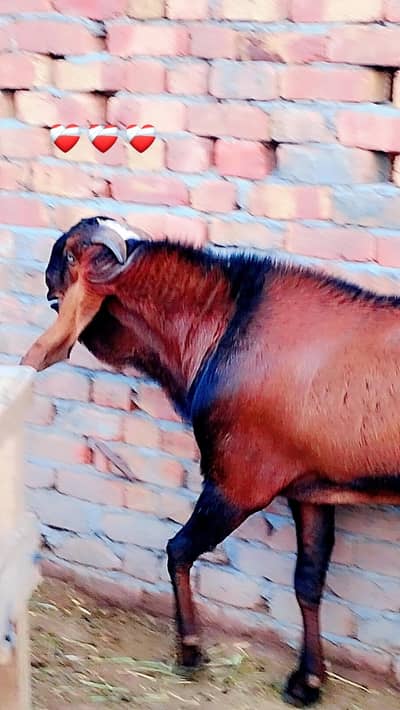 betal Nagra bakra