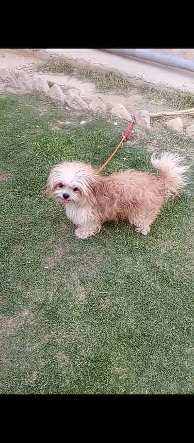 pupy shihtzu
