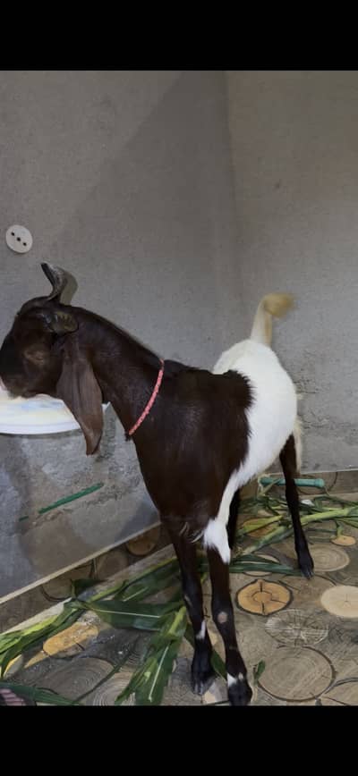 Bakra for eid