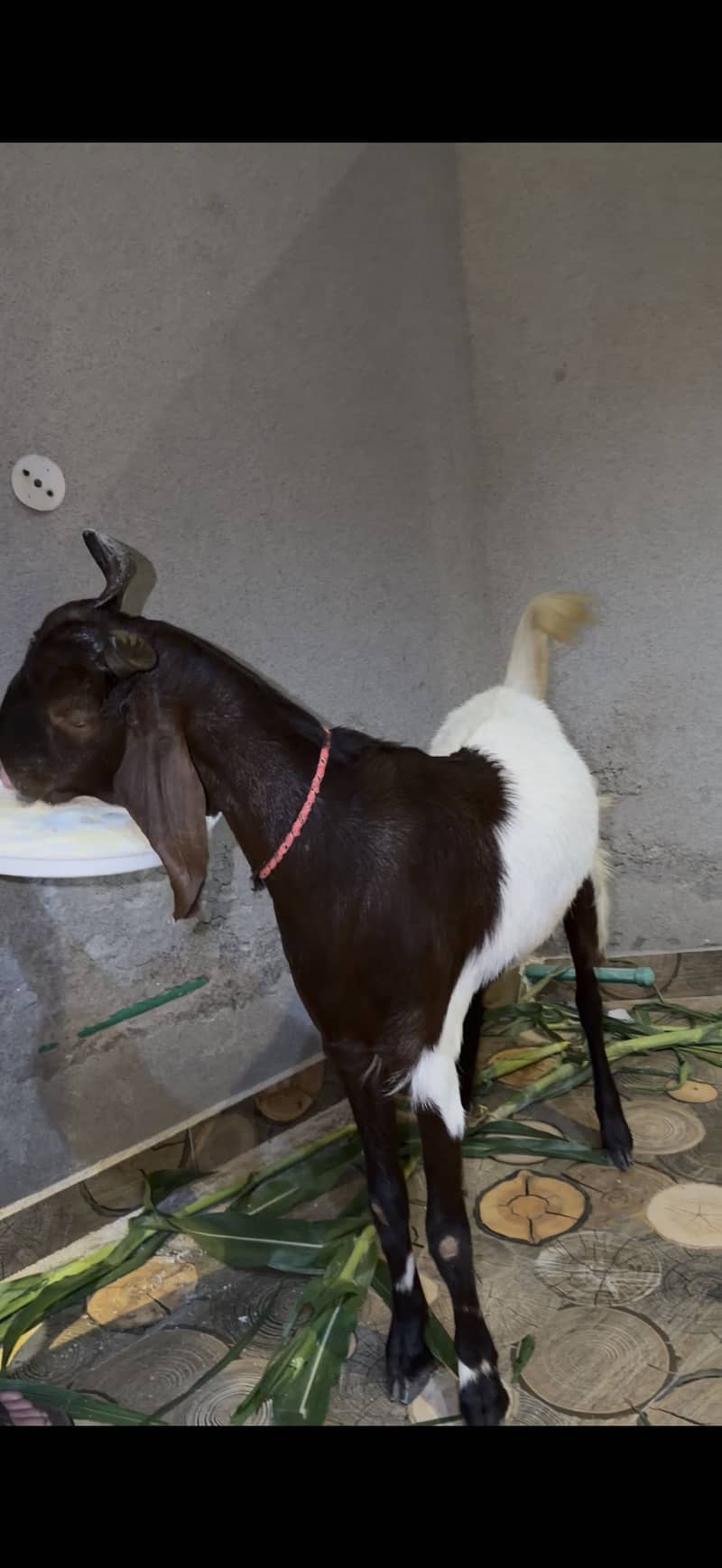 Bakra for eid 0