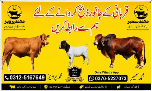 Qurbani k jaanwar zibah krwana