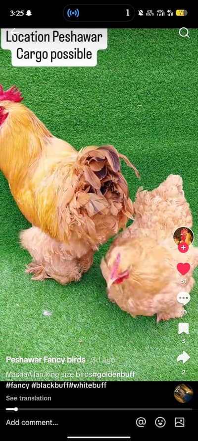 heavy cochine chicks for sale