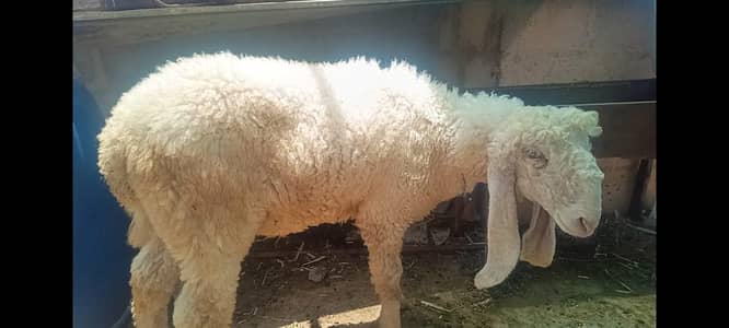 larkana Jori for sale