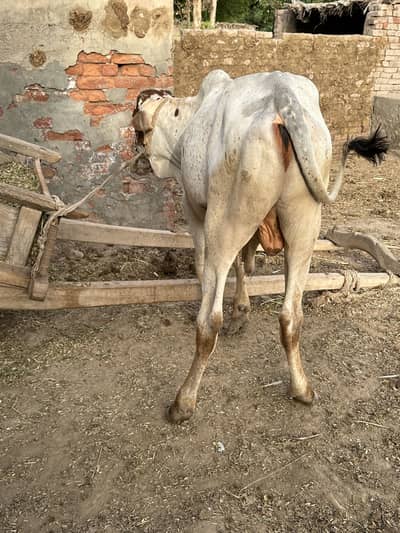 Bull for sale dunda