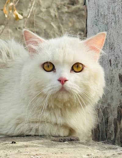 Persian Cat