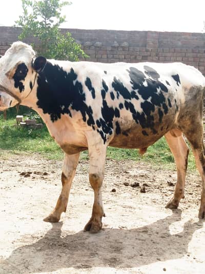 bull for sale