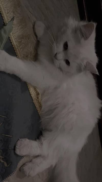 Persian White cat
