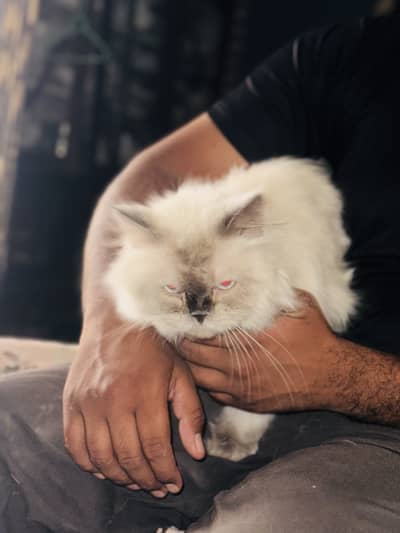 Persian cat for sale pure