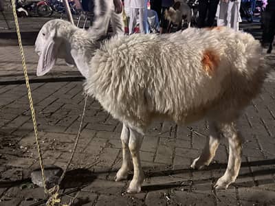 Sheep