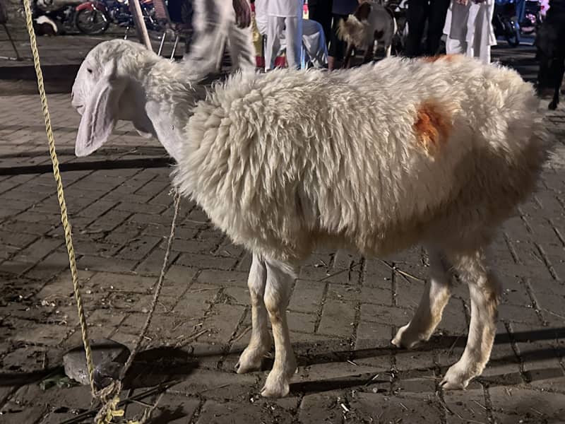 Sheep 0