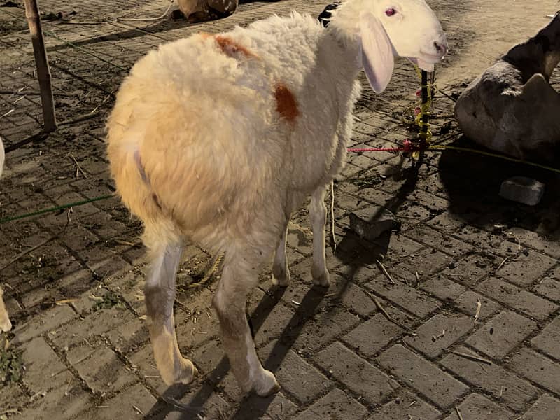 Sheep 1