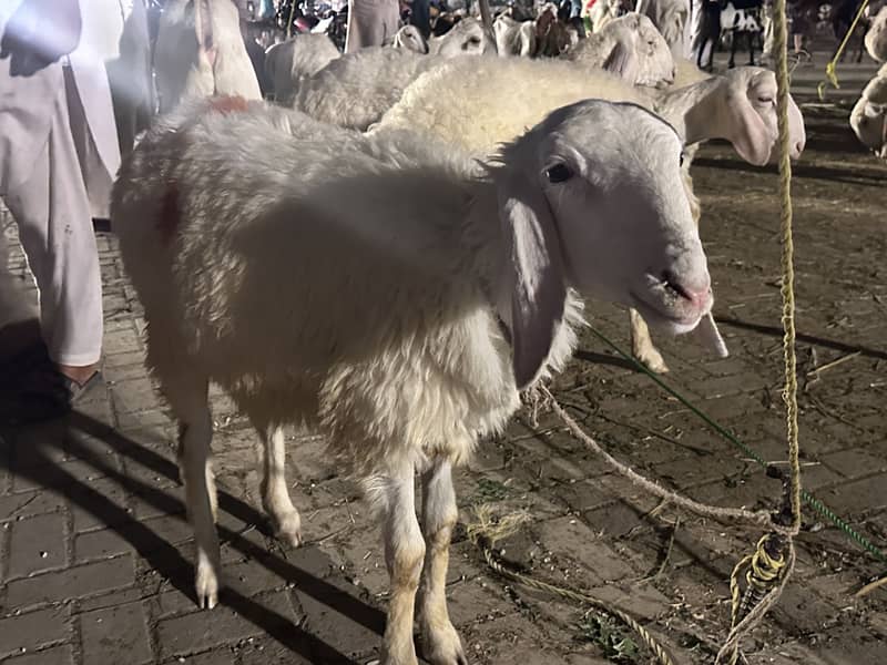 Sheep 2
