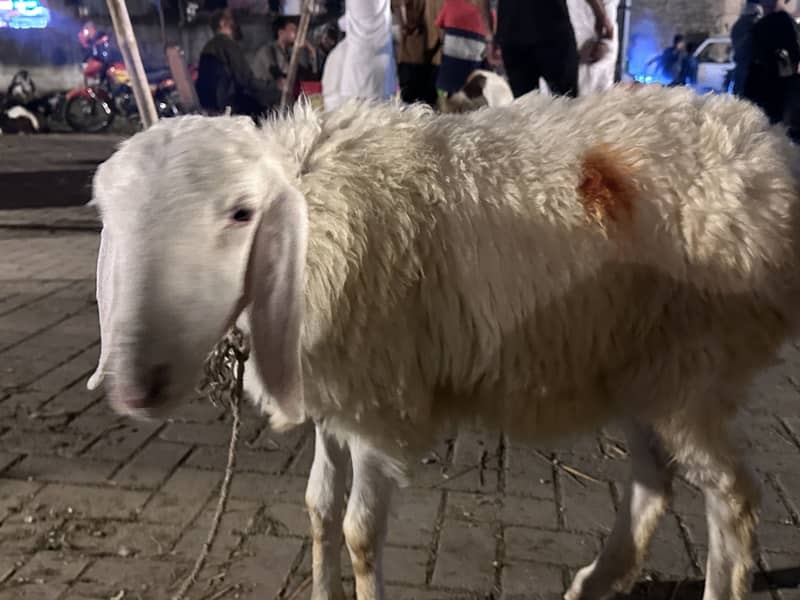 Sheep 3