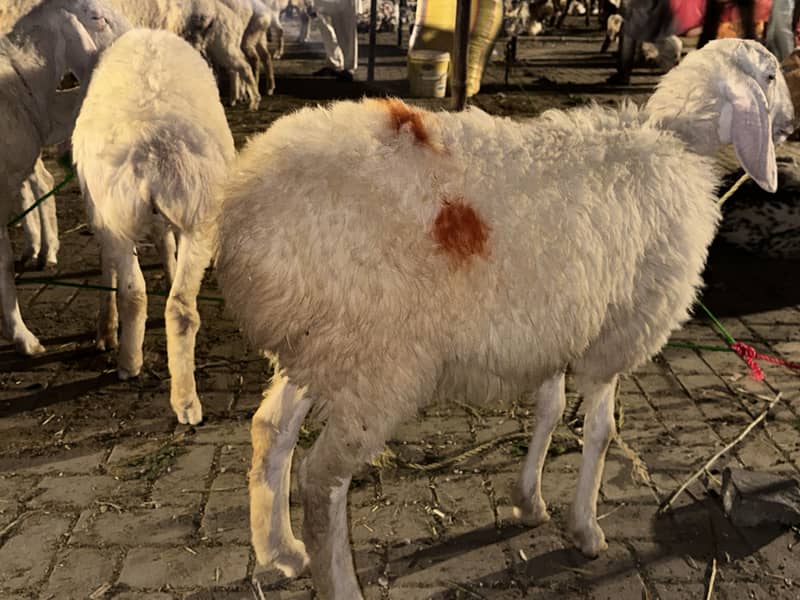 Sheep 4