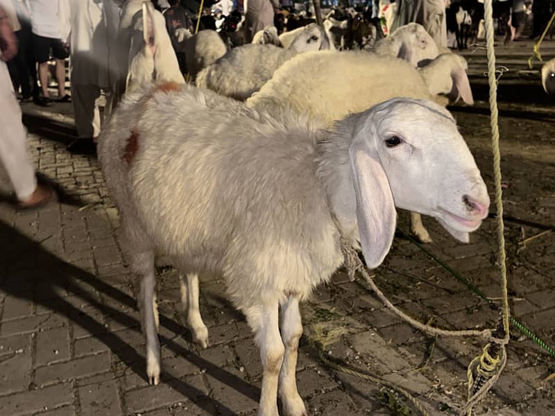 Sheep 5