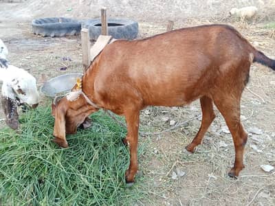 donda barbani bakra