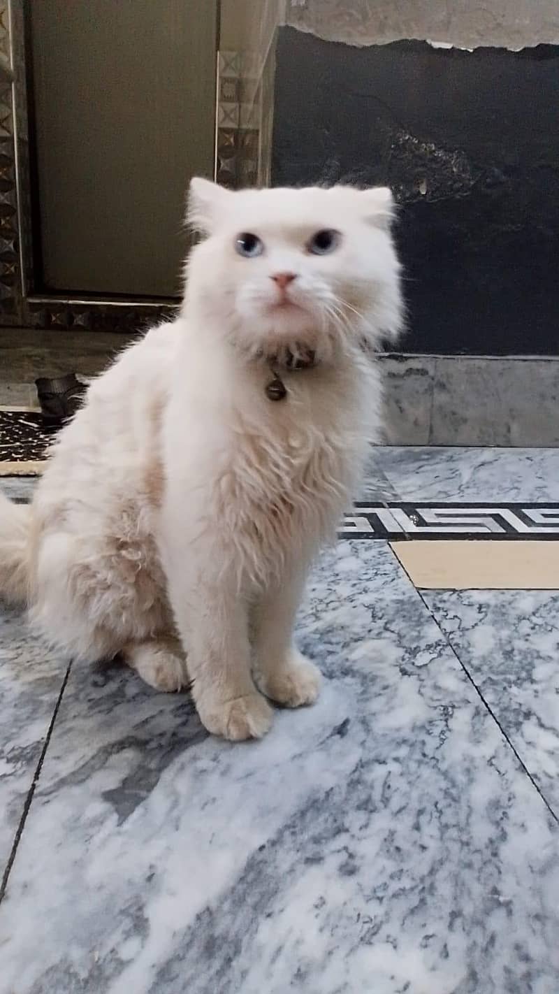 Cat's 0