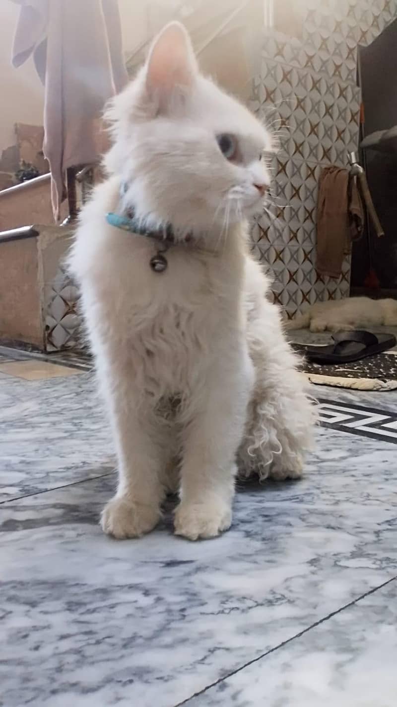 Cat's 1