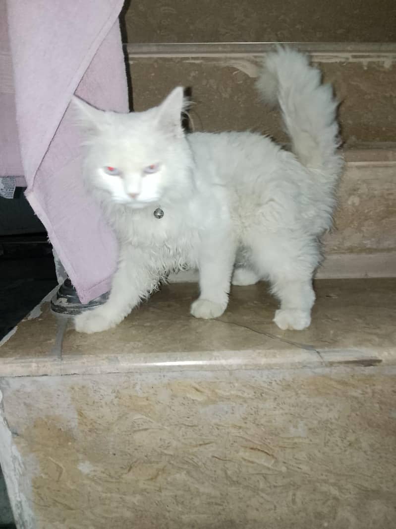 Cat's 2
