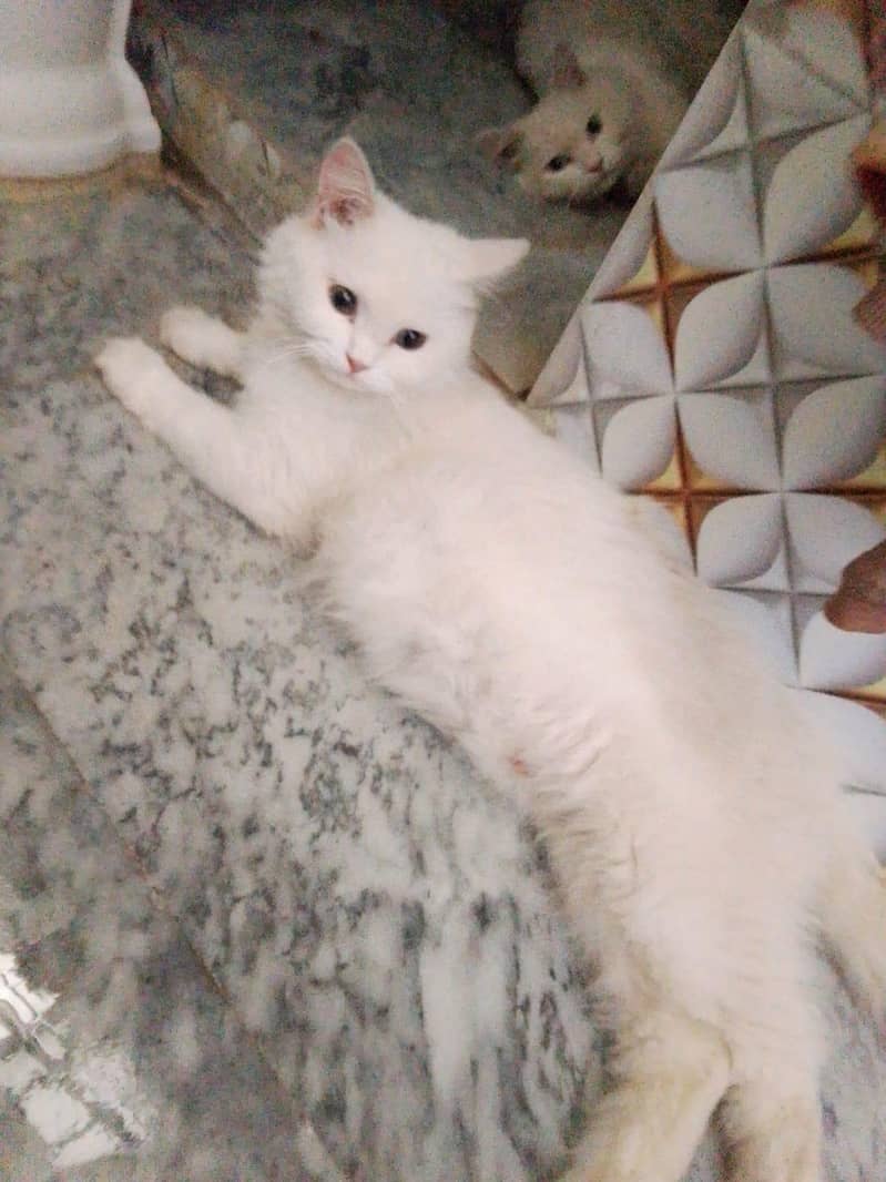 Cat's 3