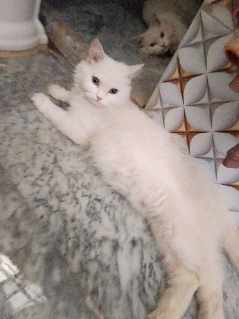 Cat's 4