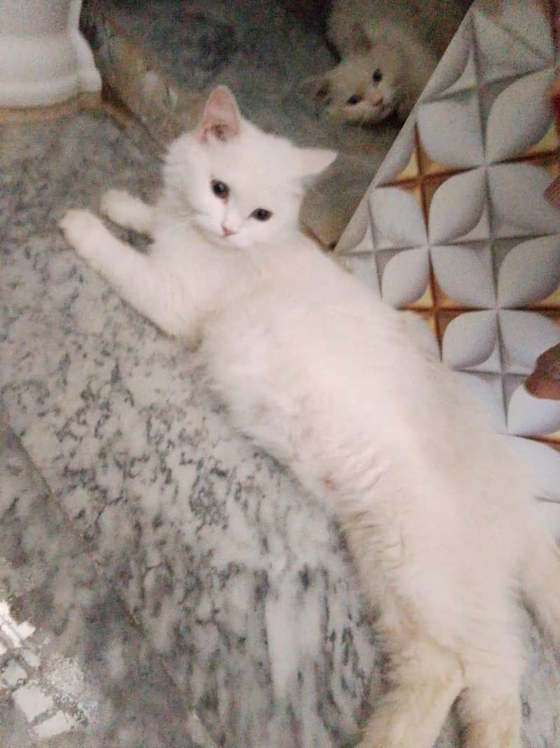 Cat's 5