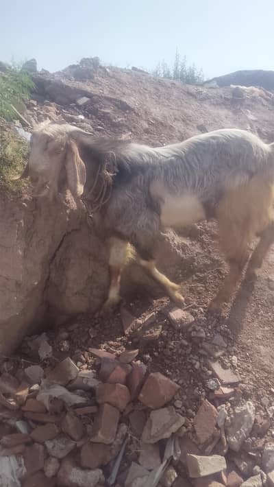 Bakra qurbani
