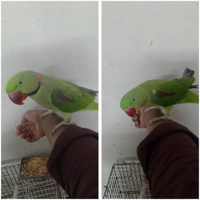 Kashmiri Raaw Parrot Pair