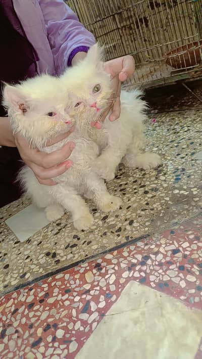 Pure white Persian cats baby
