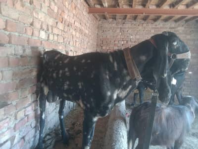 bakra for sale