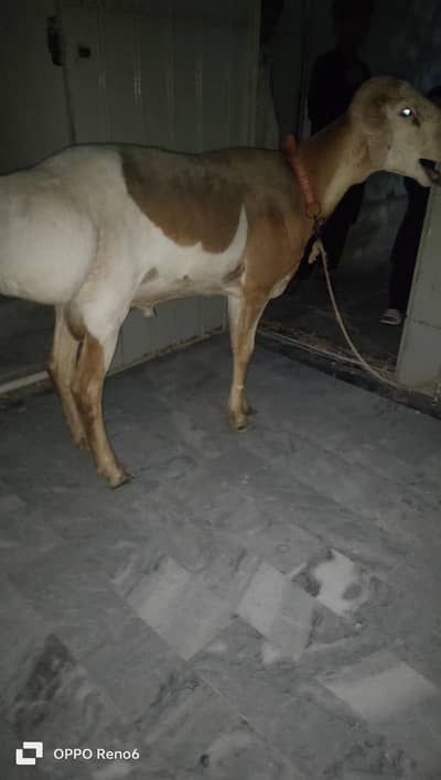 dumba for qurbani