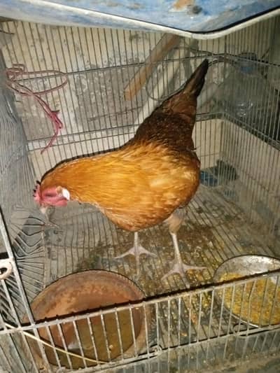 Anday Wale Murghi For Sale