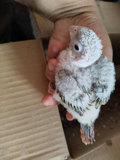 pineapple conure high red factor