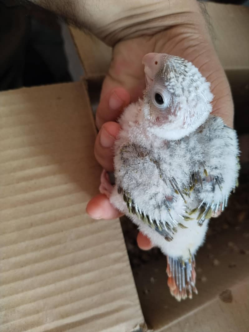 pineapple conure high red factor 0