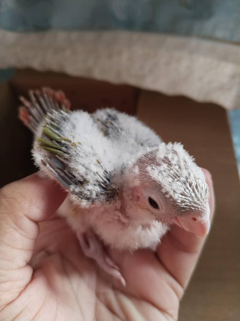 pineapple conure high red factor 1